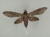中文名:白薯天蛾(2909-1167)學名:Agrius convolvuli (Linnaeus, 1758)(2909-1167)中文別名:甘藷天蛾