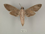 中文名:白薯天蛾(2965-193)學名:Agrius convolvuli (Linnaeus, 1758)(2965-193)中文別名:甘藷天蛾