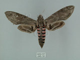 中文名:白薯天蛾(2965-193)學名:Agrius convolvuli (Linnaeus, 1758)(2965-193)中文別名:甘藷天蛾