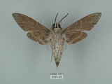 中文名:白薯天蛾(3101-23)學名:Agrius convolvuli (Linnaeus, 1758)(3101-23)中文別名:甘藷天蛾
