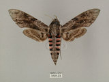 中文名:白薯天蛾(3101-23)學名:Agrius convolvuli (Linnaeus, 1758)(3101-23)中文別名:甘藷天蛾