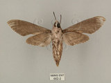 中文名:白薯天蛾(662-2)學名:Agrius convolvuli (Linnaeus, 1758)(662-2)中文別名:甘藷天蛾