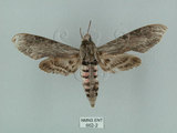 中文名:白薯天蛾(662-2)學名:Agrius convolvuli (Linnaeus, 1758)(662-2)中文別名:甘藷天蛾
