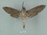 中文名:白薯天蛾(67-252)學名:Agrius convolvuli (Linnaeus, 1758)(67-252)中文別名:甘藷天蛾