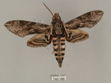 中文名:白薯天蛾(740-196)學名:Agrius convolvuli (Linnaeus, 1758)(740-196)中文別名:甘藷天蛾