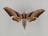 中文名:日本鷹翅天蛾(2070-54)學名:Ambulyx japonica angustipennis (Okano, 1959)(2070-54)中文別名:黑帶鷹翅天蛾