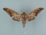 中文名:日本鷹翅天蛾(2070-55)學名:Ambulyx japonica angustipennis (Okano, 1959)(2070-55)中文別名:黑帶鷹翅天蛾