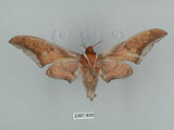 中文名:日本鷹翅天蛾(2367-830)學名:Ambulyx japonica angustipennis (Okano, 1959)(2367-830)中文別名:黑帶鷹翅天蛾