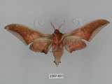 中文名:日本鷹翅天蛾(2367-831)學名:Ambulyx japonica angustipennis (Okano, 1959)(2367-831)中文別名:黑帶鷹翅天蛾