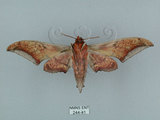 中文名:日本鷹翅天蛾(244-41)學名:Ambulyx japonica angustipennis (Okano, 1959)(244-41)中文別名:黑帶鷹翅天蛾