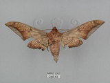 中文名:日本鷹翅天蛾(246-53)學名:Ambulyx japonica angustipennis (Okano, 1959)(246-53)中文別名:黑帶鷹翅天蛾
