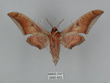 中文名:日本鷹翅天蛾(2680-852)學名:Ambulyx japonica angustipennis (Okano, 1959)(2680-852)中文別名:黑帶鷹翅天蛾