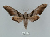 中文名:日本鷹翅天蛾(2680-852)學名:Ambulyx japonica angustipennis (Okano, 1959)(2680-852)中文別名:黑帶鷹翅天蛾