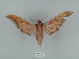 中文名:日本鷹翅天蛾(3151-67)學名:Ambulyx japonica angustipennis (Okano, 1959)(3151-67)中文別名:黑帶鷹翅天蛾