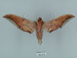 中文名:日本鷹翅天蛾(740-216)學名:Ambulyx japonica angustipennis (Okano, 1959)(740-216)中文別名:黑帶鷹翅天蛾