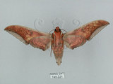 中文名:日本鷹翅天蛾(740-221)學名:Ambulyx japonica angustipennis (Okano, 1959)(740-221)中文別名:黑帶鷹翅天蛾