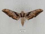 中文名:日本鷹翅天蛾(740-221)學名:Ambulyx japonica angustipennis (Okano, 1959)(740-221)中文別名:黑帶鷹翅天蛾
