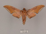中文名:廣東鷹翅天蛾(1131-85)學名:Ambulyx kuangtungensis (Mell, 1922)(1131-85)中文別名:小鷹翅天蛾