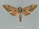 中文名:廣東鷹翅天蛾(1131-85)學名:Ambulyx kuangtungensis (Mell, 1922)(1131-85)中文別名:小鷹翅天蛾