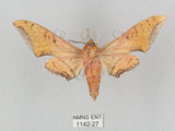 中文名:廣東鷹翅天蛾(1142-27)學名:Ambulyx kuangtungensis (Mell, 1922)(1142-27)中文別名:小鷹翅天蛾