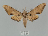 中文名:廣東鷹翅天蛾(1142-27)學名:Ambulyx kuangtungensis (Mell, 1922)(1142-27)中文別名:小鷹翅天蛾