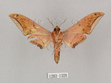 中文名:廣東鷹翅天蛾(1282-1326)學名:Ambulyx kuangtungensis (Mell, 1922)(1282-1326)中文別名:小鷹翅天蛾