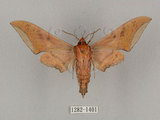 中文名:廣東鷹翅天蛾(1282-1401)學名:Ambulyx kuangtungensis (Mell, 1922)(1282-1401)中文別名:小鷹翅天蛾