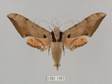 中文名:廣東鷹翅天蛾(1282-1401)學名:Ambulyx kuangtungensis (Mell, 1922)(1282-1401)中文別名:小鷹翅天蛾