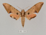 中文名:廣東鷹翅天蛾(1282-1582)學名:Ambulyx kuangtungensis (Mell, 1922)(1282-1582)中文別名:小鷹翅天蛾