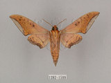 中文名:廣東鷹翅天蛾(1282-1599)學名:Ambulyx kuangtungensis (Mell, 1922)(1282-1599)中文別名:小鷹翅天蛾