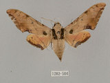 中文名:廣東鷹翅天蛾(1282-504)學名:Ambulyx kuangtungensis (Mell, 1922)(1282-504)中文別名:小鷹翅天蛾