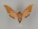 中文名:廣東鷹翅天蛾(1282-524)學名:Ambulyx kuangtungensis (Mell, 1922)(1282-524)中文別名:小鷹翅天蛾