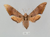 中文名:廣東鷹翅天蛾(1282-524)學名:Ambulyx kuangtungensis (Mell, 1922)(1282-524)中文別名:小鷹翅天蛾