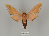 中文名:廣東鷹翅天蛾(1282-559)學名:Ambulyx kuangtungensis (Mell, 1922)(1282-559)中文別名:小鷹翅天蛾