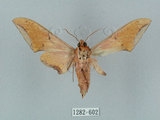 中文名:廣東鷹翅天蛾(1282-602)學名:Ambulyx kuangtungensis (Mell, 1922)(1282-602)中文別名:小鷹翅天蛾
