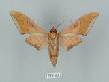 中文名:廣東鷹翅天蛾(1282-647)學名:Ambulyx kuangtungensis (Mell, 1922)(1282-647)中文別名:小鷹翅天蛾