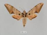 中文名:廣東鷹翅天蛾(1282-647)學名:Ambulyx kuangtungensis (Mell, 1922)(1282-647)中文別名:小鷹翅天蛾