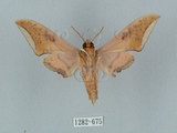 中文名:廣東鷹翅天蛾(1282-675)學名:Ambulyx kuangtungensis (Mell, 1922)(1282-675)中文別名:小鷹翅天蛾