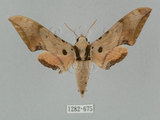中文名:廣東鷹翅天蛾(1282-675)學名:Ambulyx kuangtungensis (Mell, 1922)(1282-675)中文別名:小鷹翅天蛾