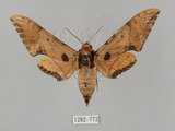 中文名:廣東鷹翅天蛾(1282-773)學名:Ambulyx kuangtungensis (Mell, 1922)(1282-773)中文別名:小鷹翅天蛾