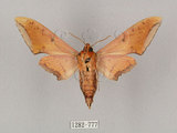 中文名:廣東鷹翅天蛾(1282-777)學名:Ambulyx kuangtungensis (Mell, 1922)(1282-777)中文別名:小鷹翅天蛾