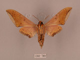中文名:廣東鷹翅天蛾(1282-789)學名:Ambulyx kuangtungensis (Mell, 1922)(1282-789)中文別名:小鷹翅天蛾
