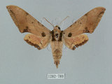 中文名:廣東鷹翅天蛾(1282-789)學名:Ambulyx kuangtungensis (Mell, 1922)(1282-789)中文別名:小鷹翅天蛾
