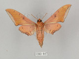 中文名:廣東鷹翅天蛾(1282-847)學名:Ambulyx kuangtungensis (Mell, 1922)(1282-847)中文別名:小鷹翅天蛾