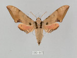 中文名:廣東鷹翅天蛾(1282-847)學名:Ambulyx kuangtungensis (Mell, 1922)(1282-847)中文別名:小鷹翅天蛾