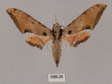 中文名:廣東鷹翅天蛾(1586-26)學名:Ambulyx kuangtungensis (Mell, 1922)(1586-26)中文別名:小鷹翅天蛾