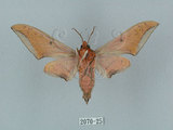 中文名:廣東鷹翅天蛾(2070-25)學名:Ambulyx kuangtungensis (Mell, 1922)(2070-25)中文別名:小鷹翅天蛾