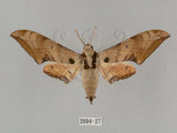 中文名:廣東鷹翅天蛾(2094-27)學名:Ambulyx kuangtungensis (Mell, 1922)(2094-27)中文別名:小鷹翅天蛾