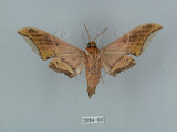 中文名:廣東鷹翅天蛾(2094-60)學名:Ambulyx kuangtungensis (Mell, 1922)(2094-60)中文別名:小鷹翅天蛾