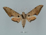 中文名:廣東鷹翅天蛾(2095-268)學名:Ambulyx kuangtungensis (Mell, 1922)(2095-268)中文別名:小鷹翅天蛾
